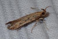 Metzneria