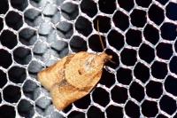Clepsis consimilana