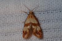 Phalonidia contractana