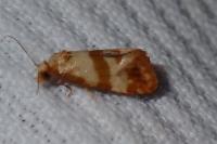 Phalonidia contractana