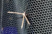 Agdistis