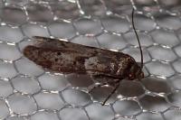 Blastobasis glandulella