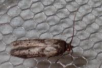 Blastobasis glandulella