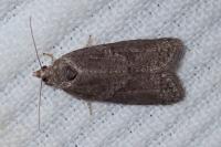 Cnephasia
