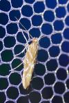 Pyroderces argyrogrammos