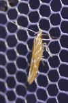 Pyroderces argyrogrammos