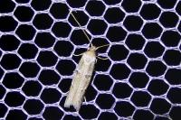 Symmocoides oxybiella