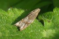 Rhopobota naevana