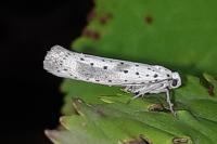 Yponomeuta irrorella