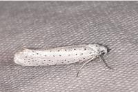 Yponomeuta evonymella