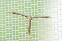 Emmelina monodactyla