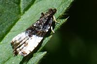 Hedya pruniana