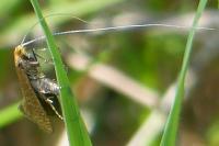 Nematopogon adansoniella