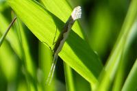 Plutella xylostella