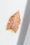 Carcina quercana