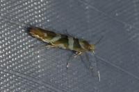 Argyresthia goedartella