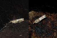 Crocidosema plebejana