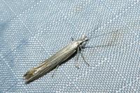 Coleophora