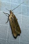 Acompsia