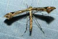 Platyptilia