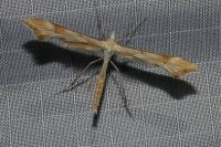 Gillmeria pallidactyla