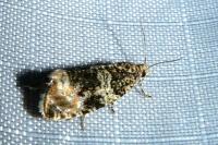 Celypha lacunana