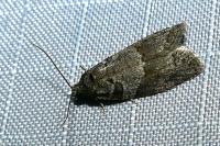 Cnephasia