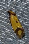 Agapeta zoegana