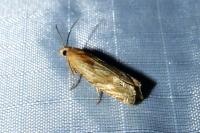 Eucosma