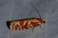 Rhyacionia pinicolana