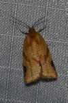 Paramesia gnomana
