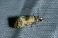 Neocochylis dubitana