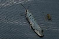 Yponomeuta evonymella