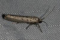 Yponomeuta sedella