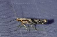 Argyresthia conjugella