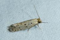 Ateliotum petrinella