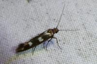 Scythris scopolella