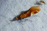 Epicallima formosella