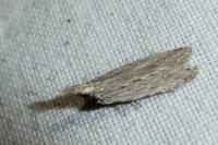 Anarsia spartiella