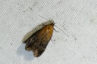Stomopteryx