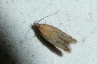 Stomopteryx