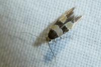 Goidanichiana jourdheuillella