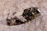 Gypsonoma sociana