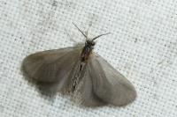 Apterona helicoidella