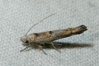 Zelleria oleastrella