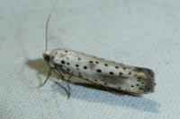 Yponomeuta irrorella