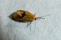 Batia lambdella