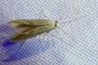 Ptocheuusa paupella