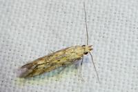 Metzneria diffusella