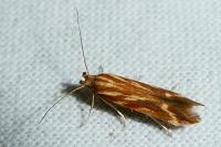 Metzneria aprilella